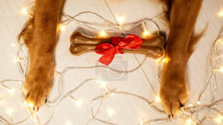 Téléchargez les photos : Vue de dessus des pattes d'un chien de la race Golden Retriever tenant un os avec un arc cadeau sur le fond d'une guirlande. Cadeaux de Noël pour un chien. Délicieuses friandises pour chiens pour la nouvelle année. - en image libre de droit