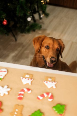 Téléchargez les photos : Un chien de la race Golden Retriever s'assoit sur le sol et regarde les biscuits au pain d'épice avec du glaçage qui se trouvent sur la table. Gâteries de Noël pour votre animal de compagnie. - en image libre de droit