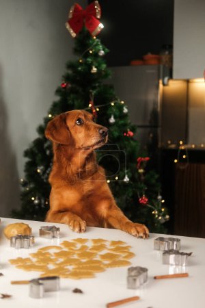 Photo for A dog of the Golden Retriever breed stands with his front paws on the kitchen table, on which there are gingerbread cookies. In the background there is a Christmas tree decorated with garlands. - Royalty Free Image