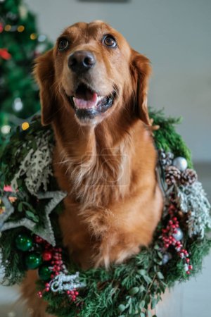 Foto de Retrato de un perro recuperador de oro sentado sobre el fondo de un árbol de Navidad, y en su cuello lleva una corona de ramas de abeto con decoraciones. - Imagen libre de derechos