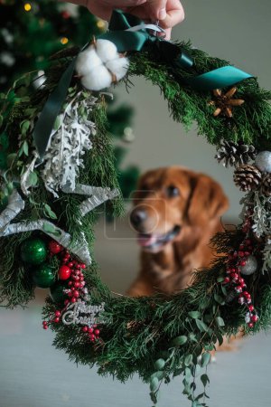 Téléchargez les photos : Dans la main au premier plan est une couronne de Noël faite de branches de sapin avec des décorations, et en arrière-plan un chien de la race Golden Retriever est assis à côté du sapin de Noël. - en image libre de droit