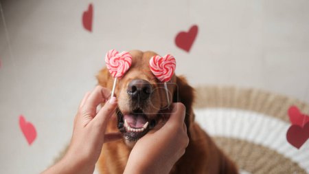 Foto de Perro de San Valentín. Las manos de una joven sustituyeron dos piruletas en forma de corazones rojos por un perro de la raza Golden Retriever en lugar de ojos. Banner en forma de corazón de perro y piruleta. - Imagen libre de derechos