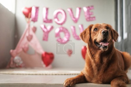 Téléchargez les photos : Un chien de la race Golden Retriever se trouve sur un fond de ballons en forme de cœurs rouges et l'inscription que je t'aime, avec un drôle de visage. Célébration de la Saint-Valentin pour une animalerie. Lune de miel - en image libre de droit