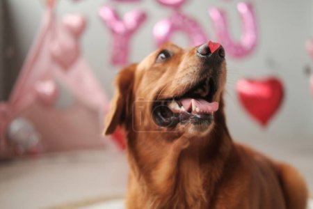 Téléchargez les photos : Golden Retriever chien avec un petit cœur rouge sur le nez. Chien de Saint Valentin. Une offre de mariage. Invitation de carte postale à un mariage. Lune de miel. Bannière pour animalerie et vétérinaire. - en image libre de droit