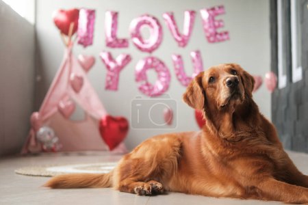 Téléchargez les photos : Un chien de la race Golden Retriever se trouve sur un fond de ballons en forme de cœurs rouges et l'inscription que je t'aime, avec un drôle de visage. Célébration de la Saint-Valentin pour une animalerie. Lune de miel - en image libre de droit