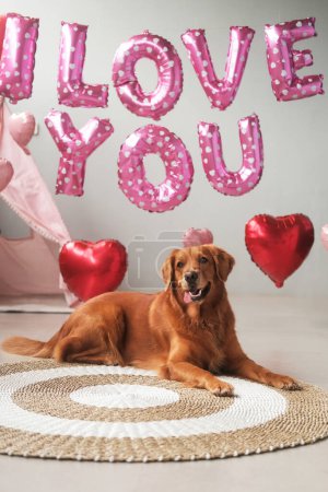 Téléchargez les photos : Un chien de la race Golden Retriever se trouve sur un fond de ballons en forme de cœur rouge et l'inscription que je t'aime, avec sa langue suspendue. Célébration de la Saint-Valentin pour un animalerie. - en image libre de droit