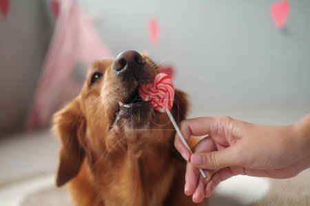 Photo for A dog of the Golden Retriever breed chews a heart shaped candy lollipop. Valentines Day banner with dog. Postcard invitation to the wedding day. Pet store mascot for advertising design. - Royalty Free Image