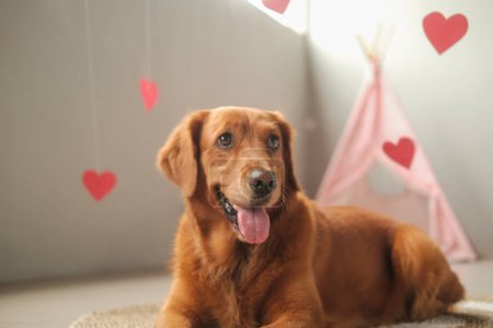 Téléchargez les photos : Valentines chien de la race Golden Retriever se trouve sur un fond de coeurs rouges. Fêtes de la journée de l'amour, bannière pour animalerie. Amour pour votre animal de compagnie. Mignon chien dans les cœurs roses. - en image libre de droit