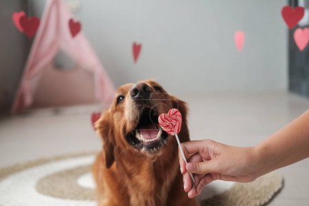 Téléchargez les photos : Bannière pour chien Saint Valentin. Un chien de la race Golden Retriever lèche une sucette en forme de cœur avec un drôle de museau et une bouche ouverte. Journée d'amour à l'animalerie. Carte postale lune de miel. - en image libre de droit