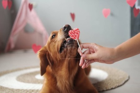 Téléchargez les photos : Bannière pour chien Saint Valentin. Un chien de la race Golden Retriever lèche une sucette en forme de cœur avec un drôle de museau et une bouche ouverte. Journée d'amour à l'animalerie. Carte postale lune de miel. - en image libre de droit