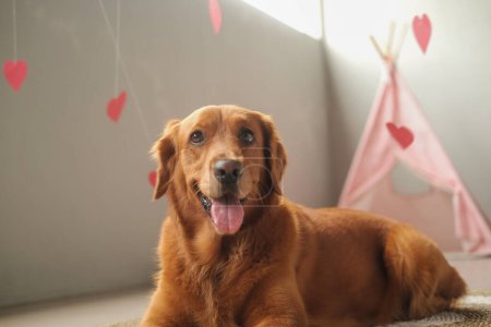 Téléchargez les photos : Valentines chien de la race Golden Retriever se trouve sur un fond de coeurs rouges. Fêtes de la journée de l'amour, bannière pour animalerie. Amour pour votre animal de compagnie. Mignon chien dans les cœurs roses. - en image libre de droit