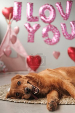 Téléchargez les photos : Chien Saint-Valentin. Golden Retriever repose sur un fond de ballons en forme de cœur rouge et l'inscription que je t'aime, avec un drôle de visage. Lune de miel chien, affiche animalerie. - en image libre de droit