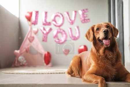 Téléchargez les photos : Un chien de la race Golden Retriever se trouve sur un fond de ballons en forme de cœur rouge et l'inscription que je t'aime, avec sa langue suspendue. Célébration de la Saint-Valentin pour un animalerie. - en image libre de droit