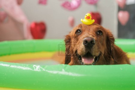 Photo for Portrait of a dog of the Golden Retriever breed, which lies in an inflatable pool in the water and holds a small toy yellow duck on its head. Caring for a dog in the heat and on vacation, banner. - Royalty Free Image