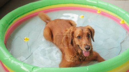 Top view of a Golden Retriever lying in an inflatable pool in the water and small toy yellow ducks swimming next to it. The concept of relaxing and caring for a dog, swimming in a pool on a hot day.