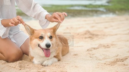 Photo for A Welsh Corgi dog on the beach next to its female owner, who is caressing her, a funny dog. Stroking behind the ears. Banner for dog sitter and walking services. A purebred corgi lies on the sand. - Royalty Free Image