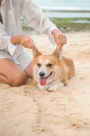 Téléchargez les photos : Un chien gallois Corgi sur la plage à côté de sa propriétaire féminine, qui la caresse, un chien drôle. Coup derrière les oreilles. Bannière verticale pour chien de garde et services de promenade. - en image libre de droit