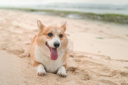Téléchargez les photos : Portrait d'un chien Corgi gallois couché sur le sable sur la plage, regardant la caméra la bouche ouverte et la langue pendante. Promenade avec un chien près de l'océan sur la côte. - en image libre de droit