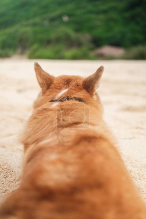 Téléchargez les photos : Vue arrière d'un chien Corgi gallois couché sur le sable sur la plage. Marcher avec un chien au bord de l'océan sur la côte. Angle intéressant sur le chien. - en image libre de droit