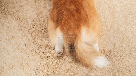 Téléchargez les photos : Top view of the hind legs and tail of a Welsh Corgi dog that lies on the sand and stretches its legs back. Banner with a funny corgi butt. Relaxing and walking the dog on the beach. - en image libre de droit