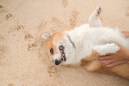 Photo for Portrait of a Welsh Corgi dog lying on the sand on the beach on its back with its paws up and sticking out its tongue. In the background are dog paw prints in the sand. Banner dog walking service. - Royalty Free Image
