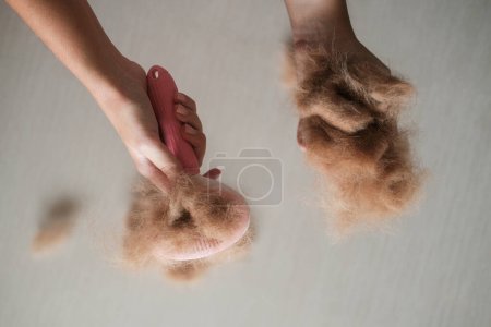 Photo for In one hand, a woman holds a ball of dog hair, in the other, a comb with a pink handle. Its shedding season for dogs and golden retriever hair falls out. Banner for a grooming salon. - Royalty Free Image