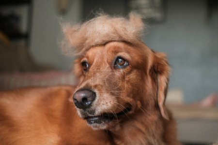 Téléchargez les photos : Portrait d'un chien Golden Retriever avec une boule de poils sur la tête. Drôle de chien en perruque. Perte saisonnière, chute de fourrure. Bannière de salon de toilettage. Allergie à la laine. - en image libre de droit