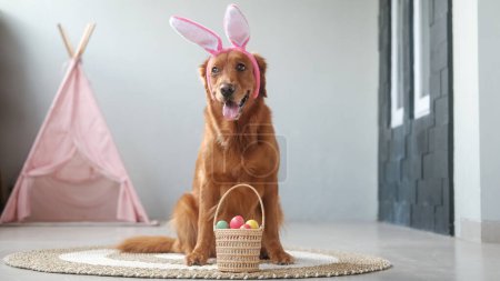 Photo for Banner with an Easter dog of the Golden Retriever breed, which sits in bunny ears, and next to it is a wicker basket with eggs. Egg hunting is the main Christian spring holiday. Easter symbol postcard - Royalty Free Image