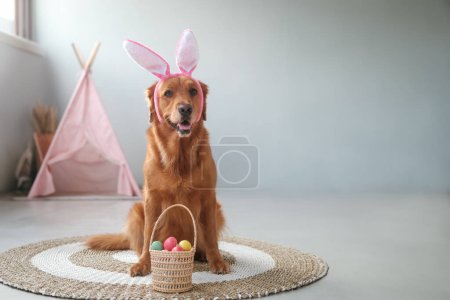 Téléchargez les photos : Bannière avec un chien de Pâques de la race Golden Retriever, qui se trouve dans les oreilles de lapin, et à côté de lui est un panier en osier avec des œufs. La chasse aux œufs est la principale fête chrétienne de printemps. Carte postale symbole Pâques - en image libre de droit