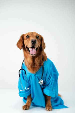 Portrait of a golden retriever dog in a blue veterinarian costume with a stethoscope around his neck. A humanized dog works as a veterinarian and looks at the camera. Veterinarians Day.