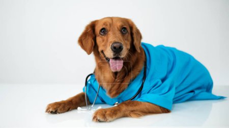 A dog of the Golden Retriever breed in a blue veterinarians suit with a stethoscope around his neck lies on a white table in the clinic. Humanized dog in veterinarian costume. Cosplay dog.