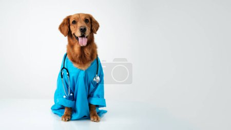 Una pancarta con espacio libre para el texto, en la que es un perro de la raza Golden Retriever en un traje veterinario azul con un estetoscopio alrededor de su cuello. Un perro humanizado Día de los Veterinarios.