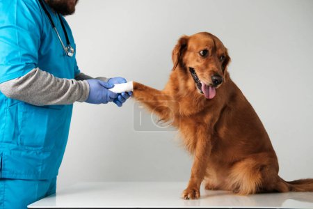 Téléchargez les photos : Plan moyen d'un vétérinaire masculin en uniforme bleu bandant la patte d'un chien Golden Retriever. Le chien a peur et regarde sur le côté avec sa langue suspendue. Traitement et soins pour animaux domestiques. - en image libre de droit