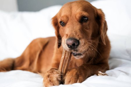 Photo for Banner with a dog of the Golden Retriever breed, which lies on a white blanket and gnaws a brown bone while holding it with its paws. Dog dental health. Healthy treats for oral care. Pet shop. - Royalty Free Image