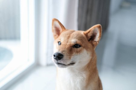 Téléchargez les photos : Portrait rapproché d'un chien Shiba Inu assis sur le sol dans un salon lumineux et agitant ses oreilles avec surprise. Un charmant chien Akita rouge dans la chambre et assis en face de son propriétaire. - en image libre de droit