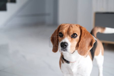 Foto de Retrato de un perro Beagle de pie sobre un suelo blanco y mirando hacia la cámara. Cara graciosa de un perro pidiendo golosinas. Servicio de paseos para perros. Banner con perro de raza pura. - Imagen libre de derechos