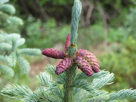 Photo for Baby pine cones on a baby tree along Frying Pan hiking trail near Basalt, Colorado close up macro. Excellent pine needle and cone textures. - Royalty Free Image