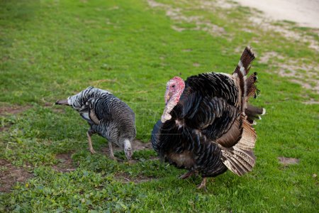 A pair of tom turkeys grazing on the grass. Copy space.