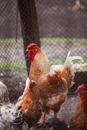 Coq dans un poulailler dans une ferme. Ferme avicole et élevage de poulet. Regarde la caméra. Concentration sélective.