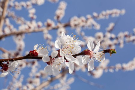 Huerto de primavera. Ramita de albaricoque floreciente sin abejas, contra el cielo azul. Primer plano.