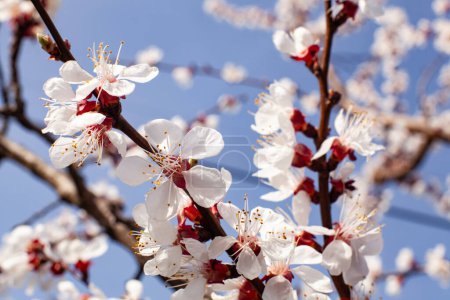 Obstgarten im Frühling. Blühende Aprikosen ohne Bienen, gegen den blauen Himmel. Extreme Nahaufnahme.
