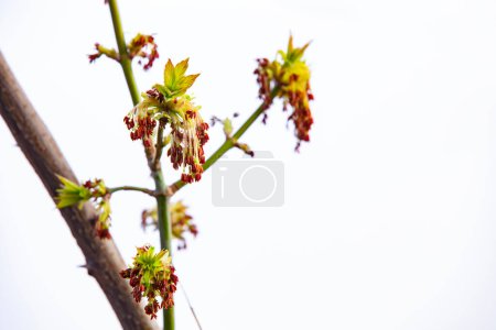 Acer negundo bloom against the sky. Flowers and young leaves on a young branch. Selective focus, copy space.