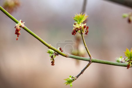 Acer negundo blüht auf. Blüten und junge Blätter an einem jungen Zweig. Selektiver Fokus.