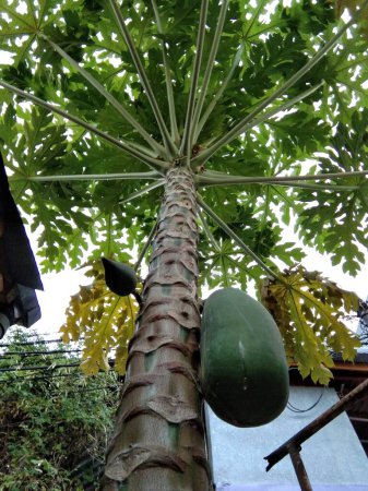 a tall papaya tree with lots of dark green leaves. This tree has a sturdy trunk and light brown bark. Papaya leaves have a distinctive shape, namely round with a pointed tip