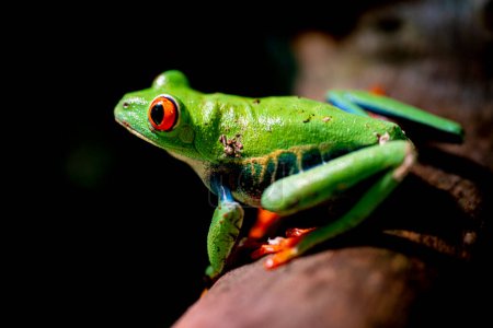 Foto de Retrato de una rana de ojos rojos en una rama. Foto de alta calidad - Imagen libre de derechos