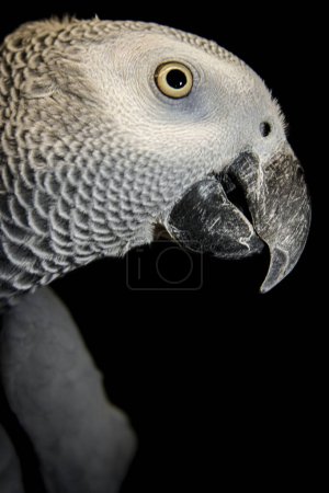 Foto de Loro gris africano aislado sobre negro. Foto de alta calidad - Imagen libre de derechos
