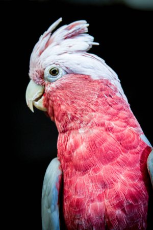 Rose breasted cockatoo isolated on black. High quality photo