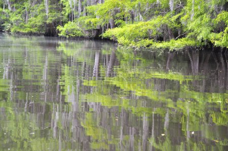Escena desde lo profundo de un pantano de Louisiana. Foto de alta calidad