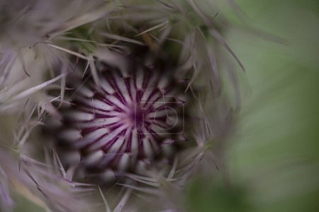 Photo for Thistle blooming macro with copy space. High quality photo - Royalty Free Image