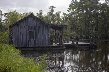 Cajun cabin in a Louisiana swamp. High quality photo